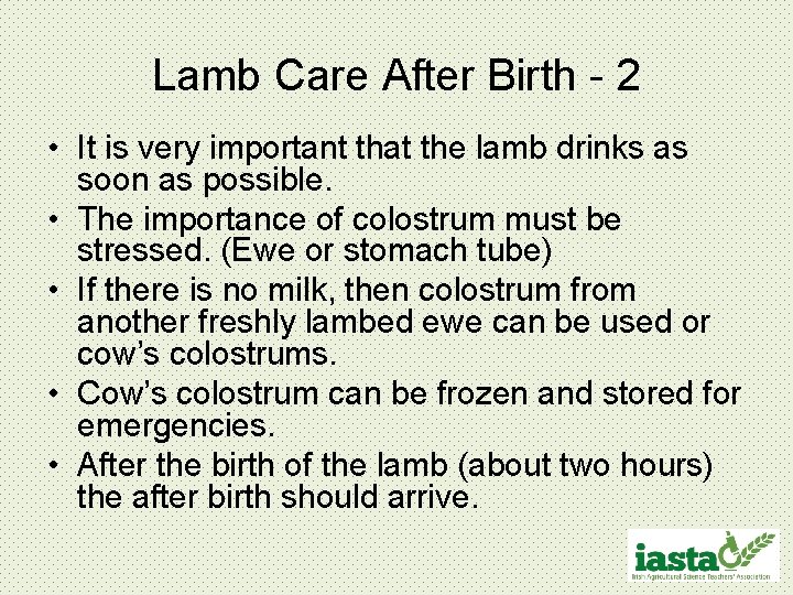 Lamb Care After Birth - 2 • It is very important that the lamb