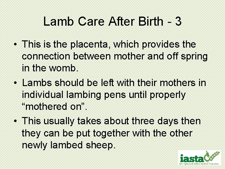 Lamb Care After Birth - 3 • This is the placenta, which provides the