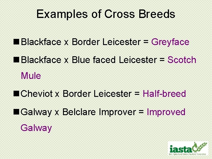 Examples of Cross Breeds n Blackface x Border Leicester = Greyface n Blackface x