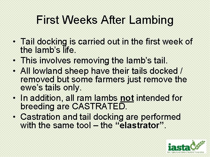 First Weeks After Lambing • Tail docking is carried out in the first week