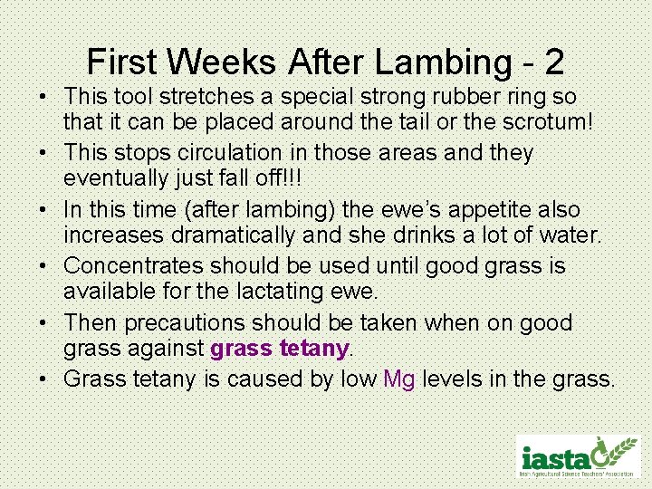 First Weeks After Lambing - 2 • This tool stretches a special strong rubber