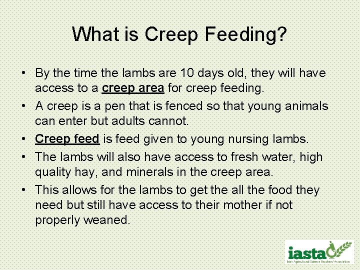 What is Creep Feeding? • By the time the lambs are 10 days old,