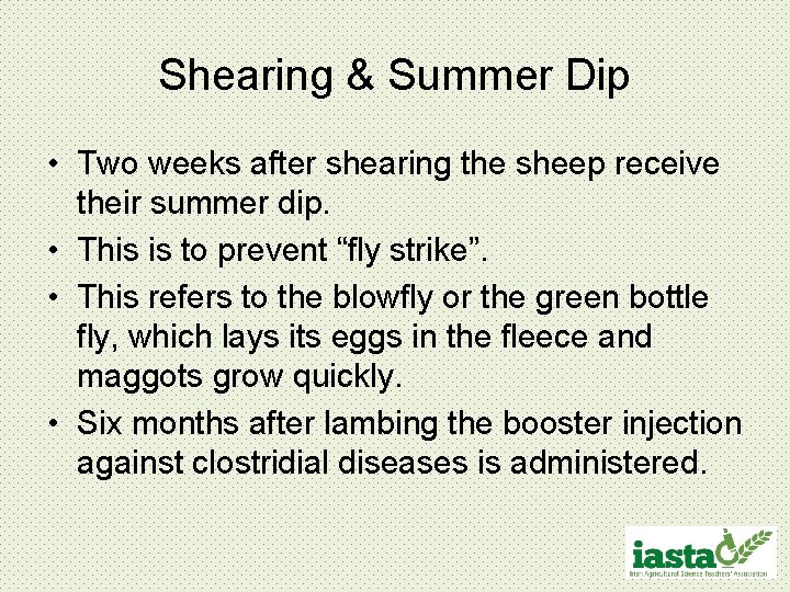 Shearing & Summer Dip • Two weeks after shearing the sheep receive their summer