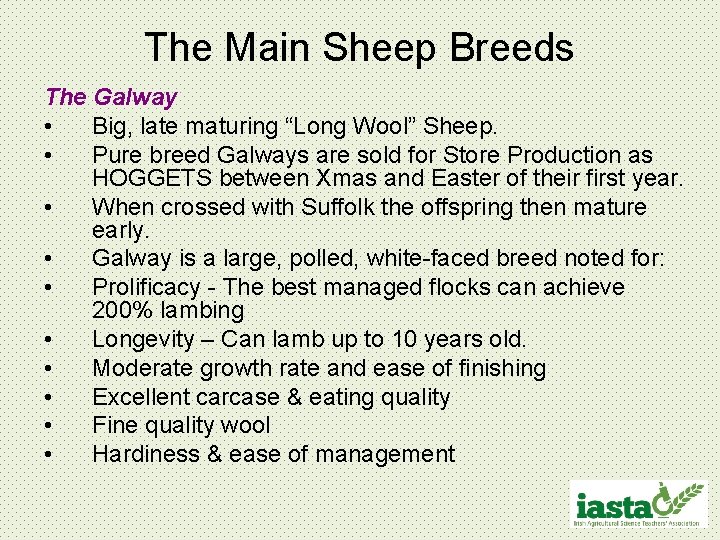 The Main Sheep Breeds The Galway • Big, late maturing “Long Wool” Sheep. •