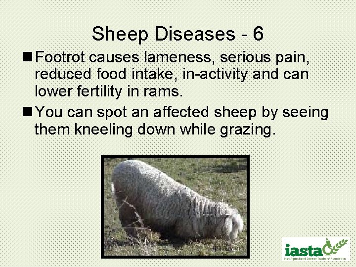 Sheep Diseases - 6 n Footrot causes lameness, serious pain, reduced food intake, in-activity