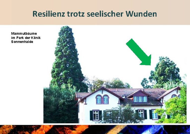 Resilienz trotz seelischer Wunden Mammutbäume im Park der Klinik Sonnenhalde 