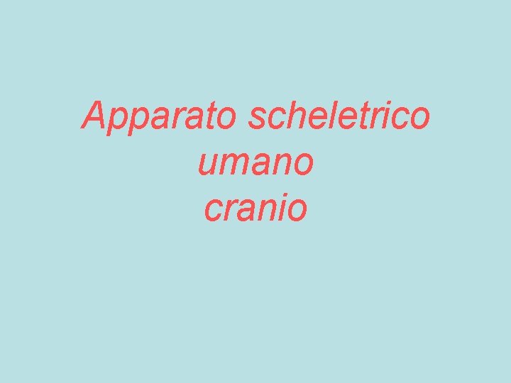 Apparato scheletrico umano cranio 
