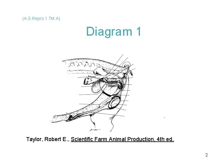 (A. S. Repro. 1. TM. A) Diagram 1 Taylor, Robert E. , Scientific Farm (A. S. Repro. 1. TM. A) Diagram 1 Taylor, Robert E. , Scientific Farm