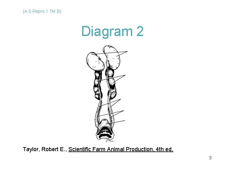 (A. S. Repro. 1. TM. B) Diagram 2 Taylor, Robert E. , Scientific Farm (A. S. Repro. 1. TM. B) Diagram 2 Taylor, Robert E. , Scientific Farm