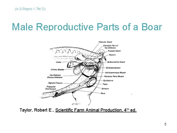 (A. S. Repro. 1. TM. D) Male Reproductive Parts of a Boar Taylor, Robert (A. S. Repro. 1. TM. D) Male Reproductive Parts of a Boar Taylor, Robert