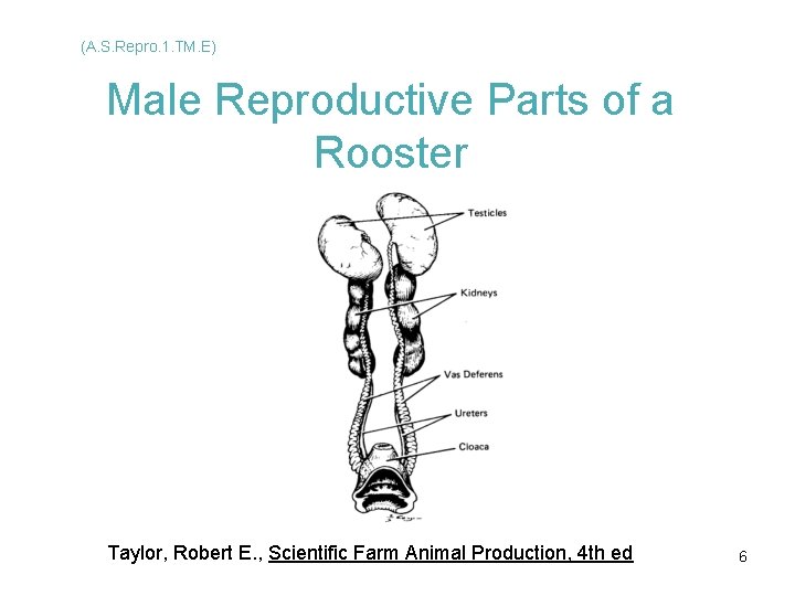 (A. S. Repro. 1. TM. E) Male Reproductive Parts of a Rooster Taylor, Robert (A. S. Repro. 1. TM. E) Male Reproductive Parts of a Rooster Taylor, Robert