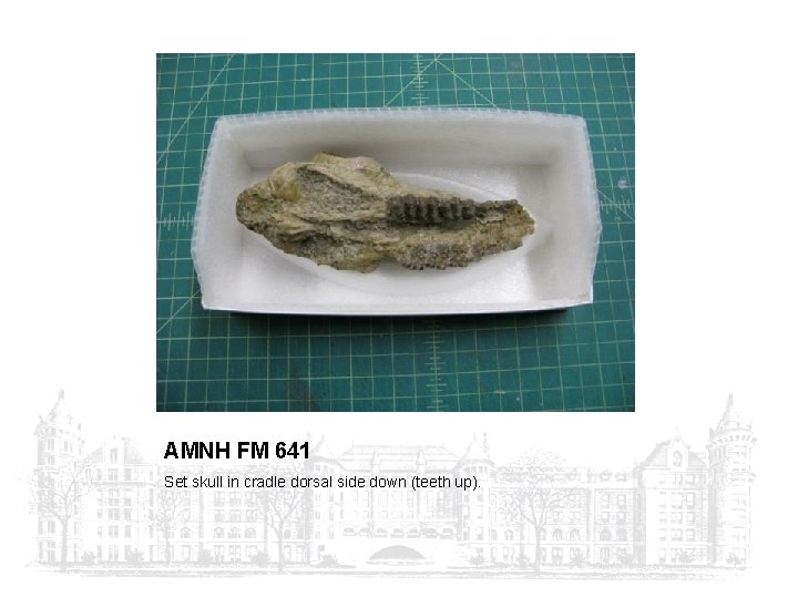 AMNH FM 641 Set skull in cradle dorsal side down (teeth up). 