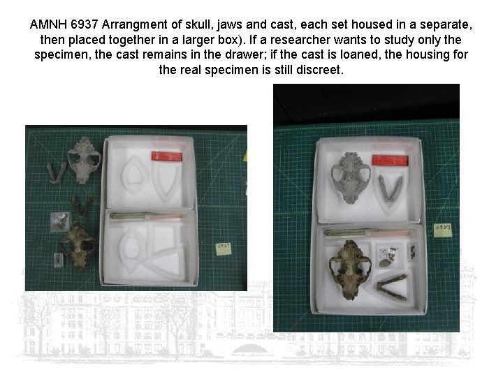 AMNH 6937 Arrangment of skull, jaws and cast, each set housed in a separate,
