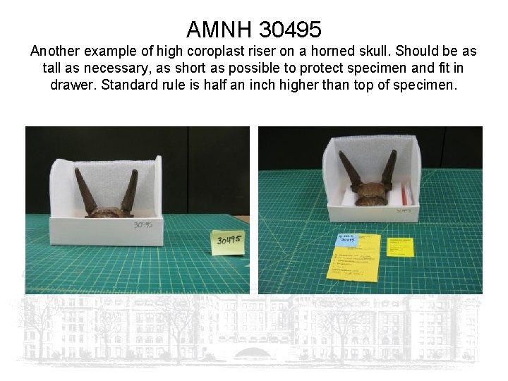 AMNH 30495 Another example of high coroplast riser on a horned skull. Should be