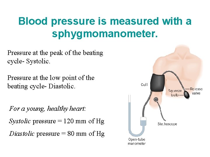 Blood pressure is measured with a sphygmomanometer. Pressure at the peak of the beating