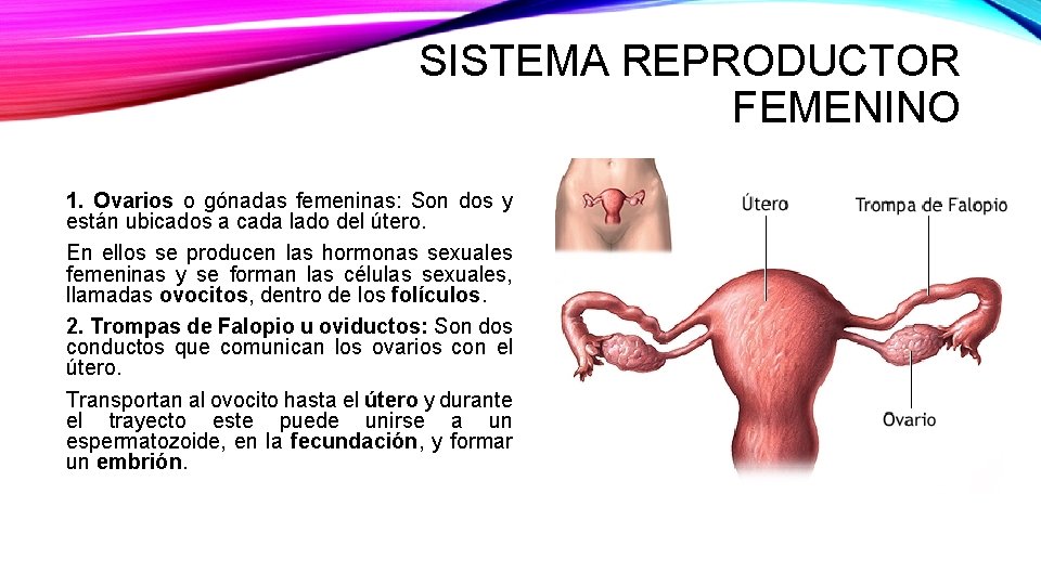 SISTEMA REPRODUCTOR FEMENINO 1. Ovarios o gónadas femeninas: Son dos y están ubicados a