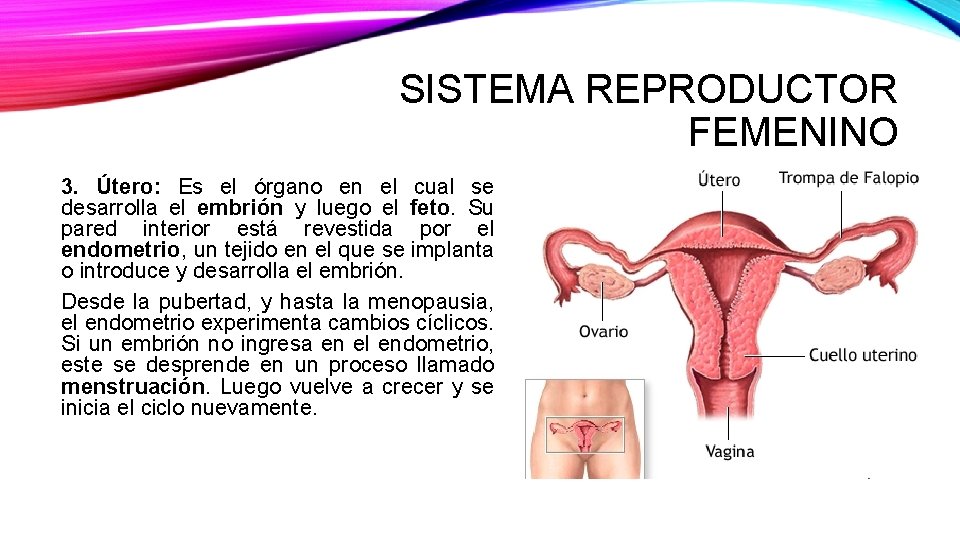 SISTEMA REPRODUCTOR FEMENINO 3. Útero: Es el órgano en el cual se desarrolla el