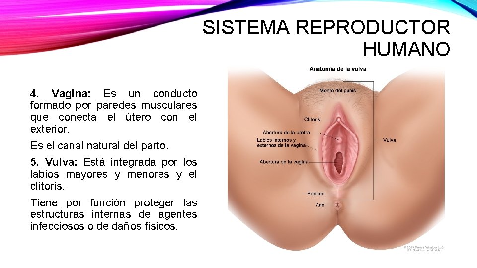 SISTEMA REPRODUCTOR HUMANO 4. Vagina: Es un conducto formado por paredes musculares que conecta
