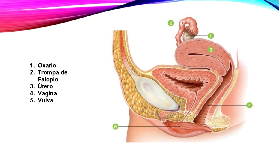 1. Ovario 2. Trompa de Falopio 3. Útero 4. Vagina 5. Vulva 