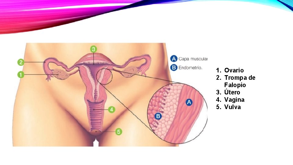 1. Ovario 2. Trompa de Falopio 3. Útero 4. Vagina 5. Vulva 