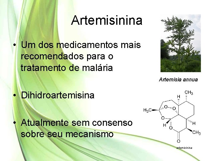 Artemisinina • Um dos medicamentos mais recomendados para o tratamento de malária Artemisia annua