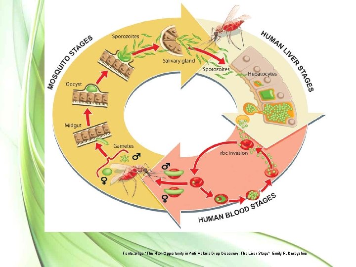 Fonte: artigo “The Next Opportunity in Anti-Malaria Drug Discovery: The Liver Stage”- Emily R.