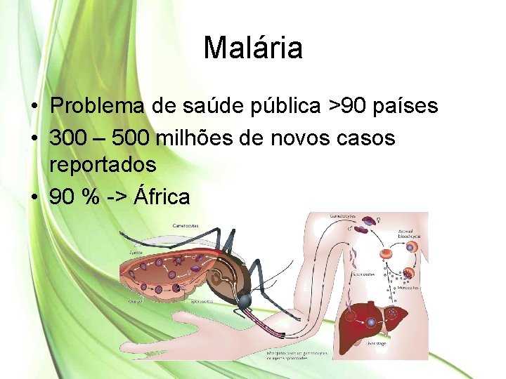 Malária • Problema de saúde pública >90 países • 300 – 500 milhões de