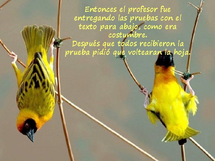 Entonces el profesor fue entregando las pruebas con el texto para abajo, como era