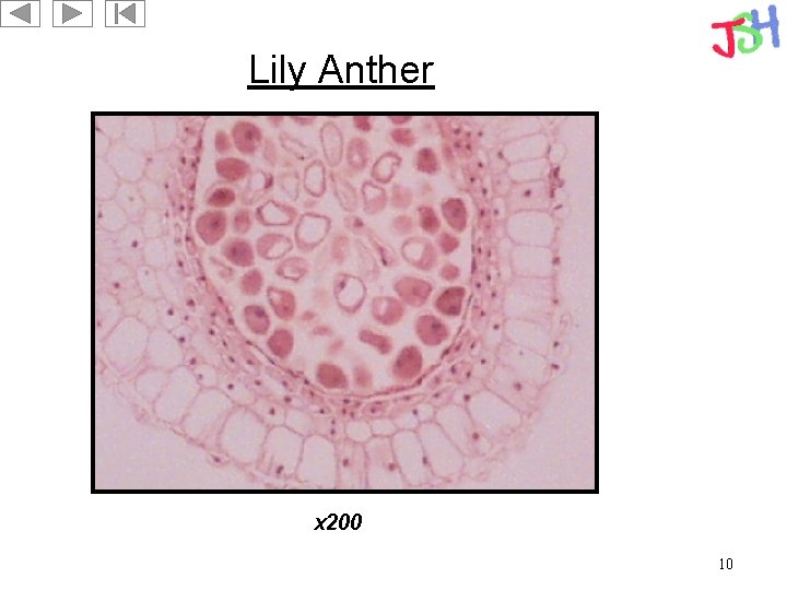 Lily Anther x 200 10 