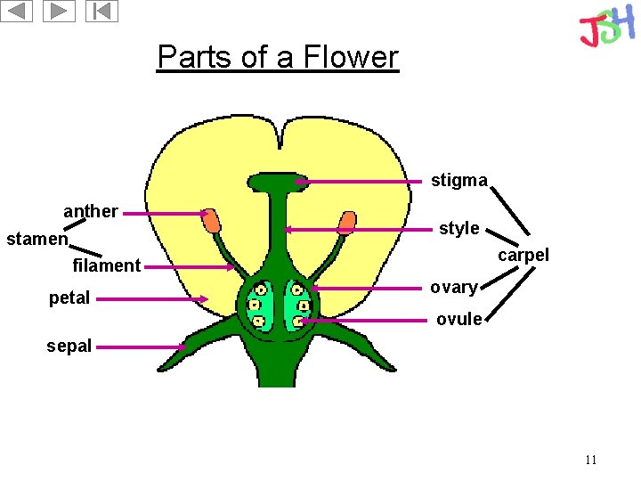 Parts of a Flower stigma anther stamen style carpel filament petal ovary ovule sepal