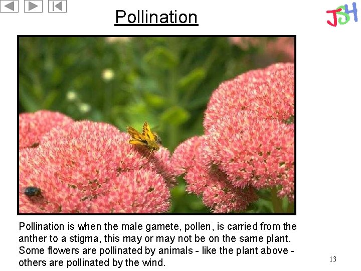 Pollination is when the male gamete, pollen, is carried from the anther to a