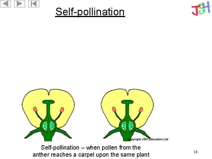 Self-pollination – when pollen from the anther reaches a carpel upon the same plant