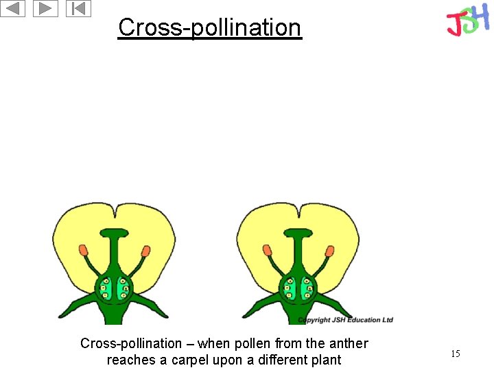 Cross-pollination – when pollen from the anther reaches a carpel upon a different plant