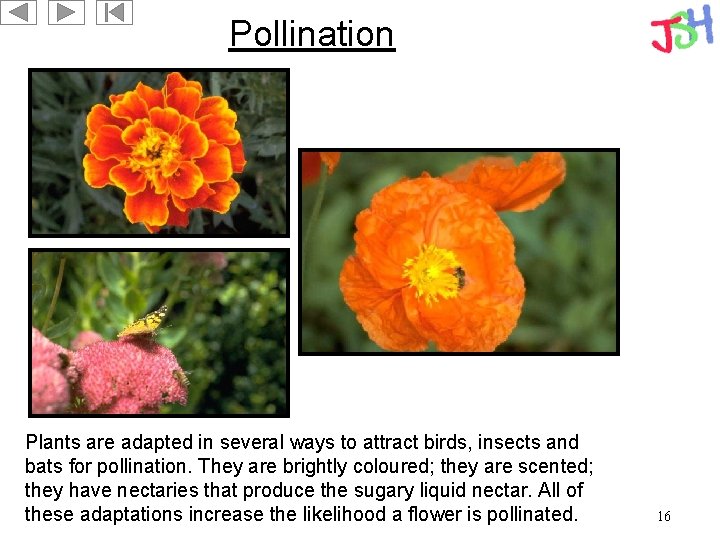 Pollination Plants are adapted in several ways to attract birds, insects and bats for