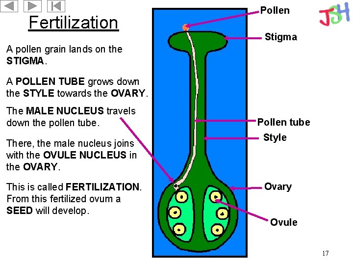Fertilization Pollen Stigma A pollen grain lands on the STIGMA. A POLLEN TUBE grows