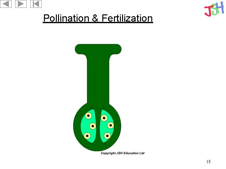 Pollination & Fertilization 18 