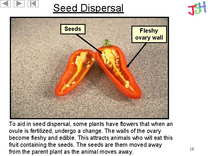 Seed Dispersal Seeds Fleshy ovary wall To aid in seed dispersal, some plants have