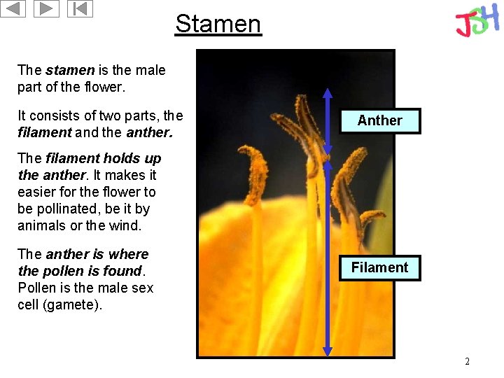 Stamen The stamen is the male part of the flower. It consists of two