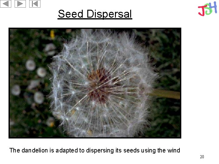 Seed Dispersal The dandelion is adapted to dispersing its seeds using the wind 20