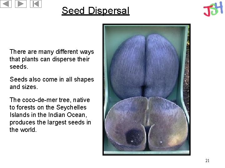 Seed Dispersal There are many different ways that plants can disperse their seeds. Seeds