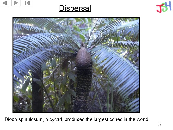 Dispersal Dioon spinulosum, a cycad, produces the largest cones in the world. 22 