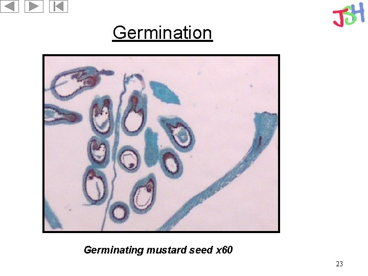 Germination Germinating mustard seed x 60 23 