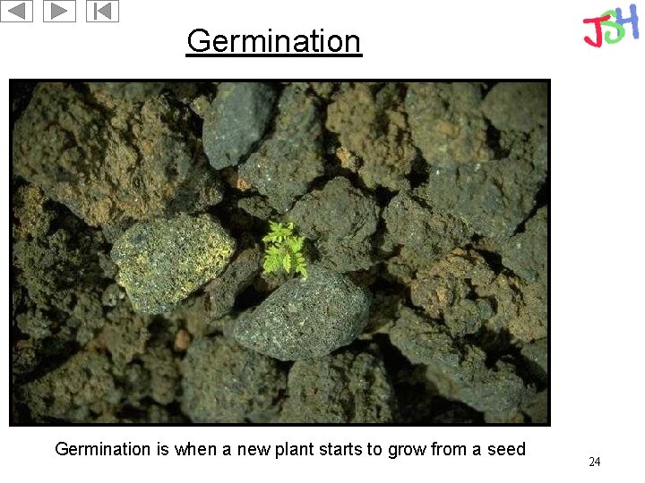 Germination is when a new plant starts to grow from a seed 24 