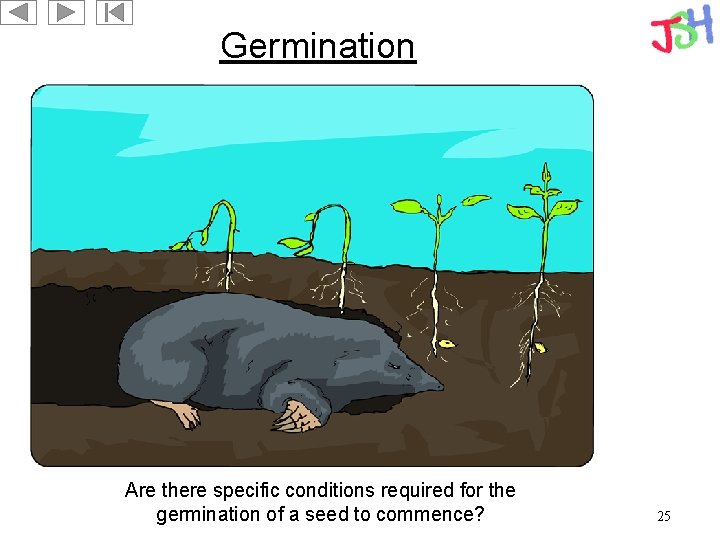 Germination Are there specific conditions required for the germination of a seed to commence?