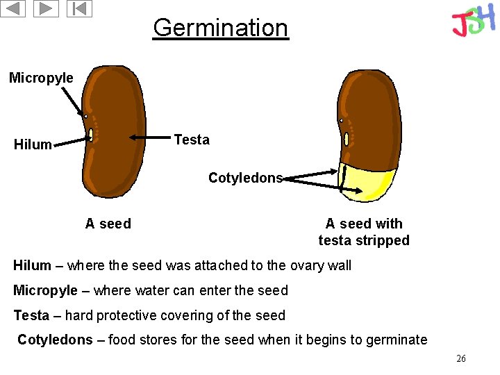 Germination Micropyle Testa Hilum Cotyledons A seed with testa stripped Hilum – where the