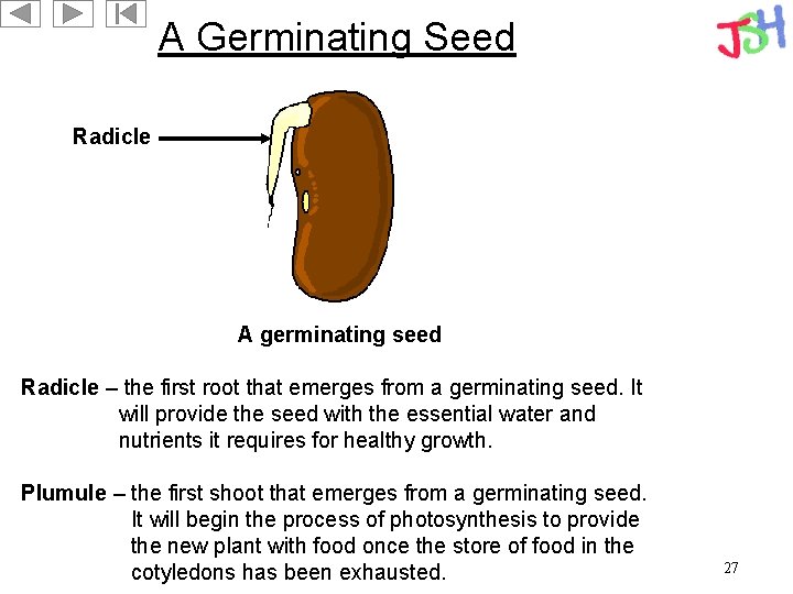 A Germinating Seed Radicle A germinating seed Radicle – the first root that emerges