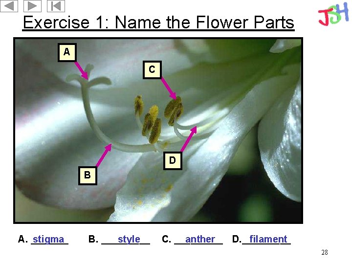 Exercise 1: Name the Flower Parts A C D B A. _______ stigma B.