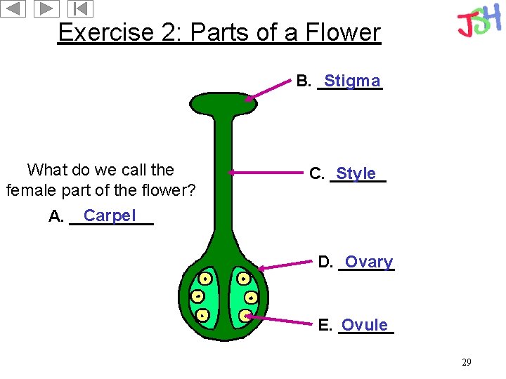 Exercise 2: Parts of a Flower B. _______ Stigma What do we call the