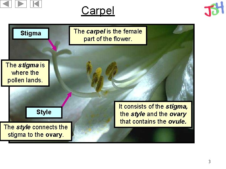 Carpel Stigma The carpel is the female part of the flower. The stigma is