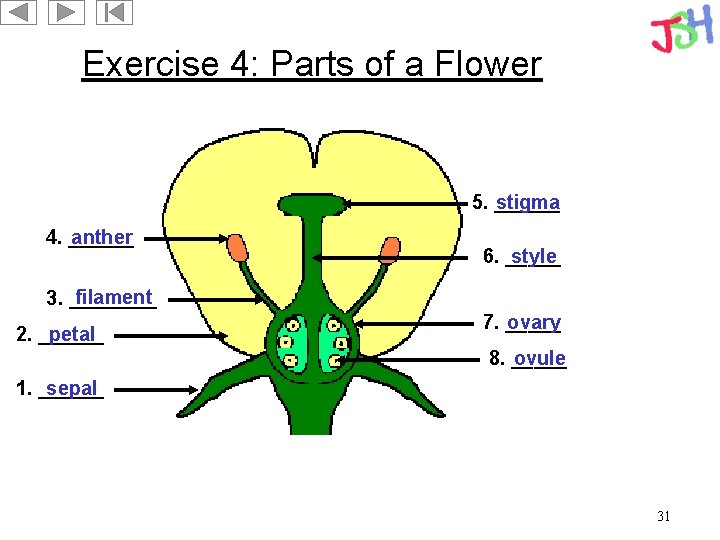 Exercise 4: Parts of a Flower 5. ______ stigma 4. ______ anther 6. _____